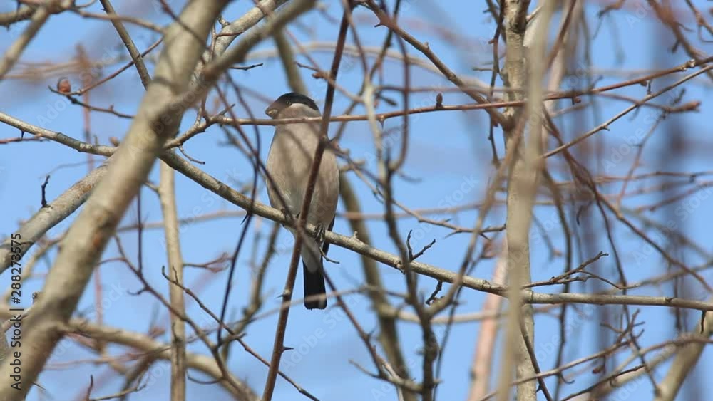 Bullfinch, Common Bullfinch or Eurasian Bullfinch (Pyrrhula pyrrhula) female sits on a branch and whistles