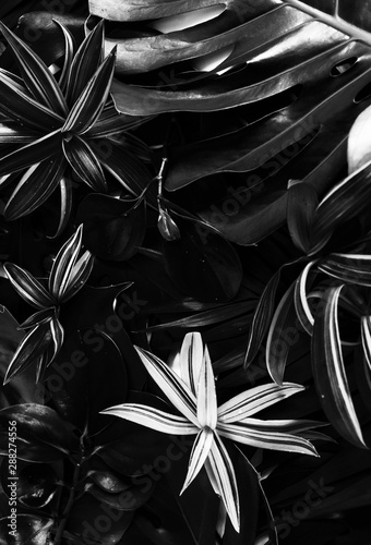 Creative abstract tropical green leaves pattern layout full frame background black and white color. Nature concept