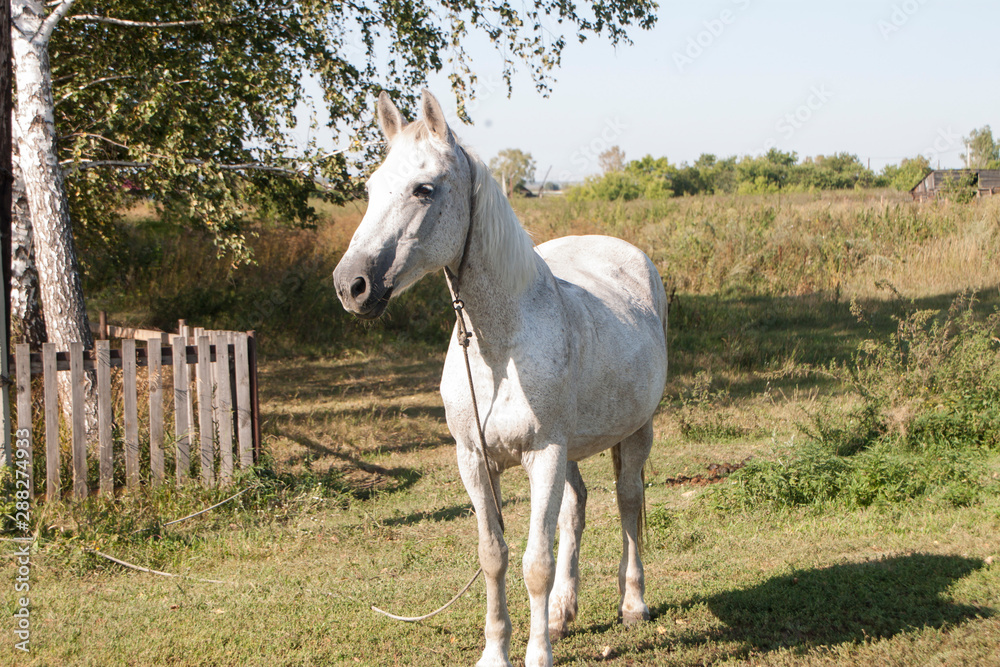 white horse in the field