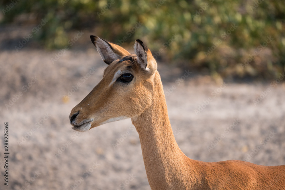 Impala Antelope Close Up Portrait