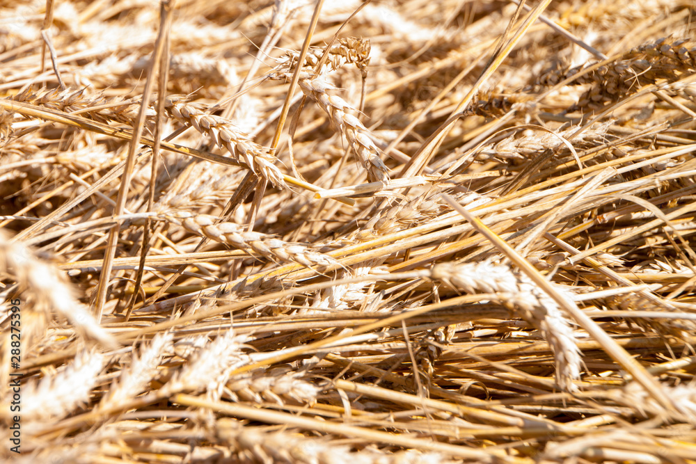 background of wheat background of wheat