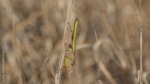 Mantis sneaks on yellow  a dry branch photo