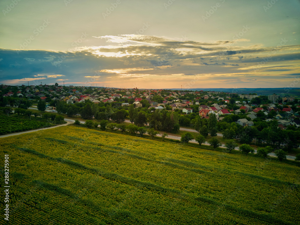 Yellow field of sunflowers aerial view in the summer at sunset