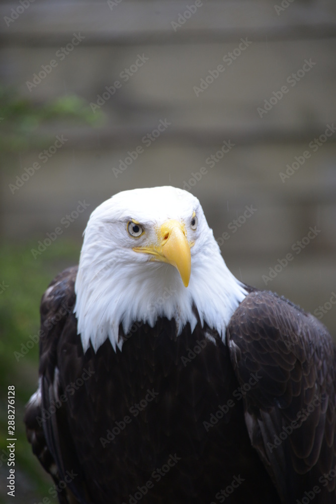 Bald Eagle Bald Eagle