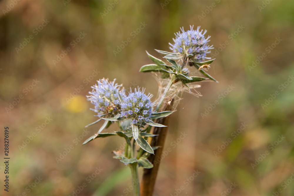 thistle in the field thistle in the field