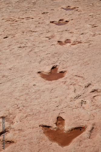 Dinosaur Tracks