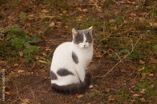 cat in the garden