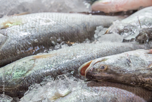 raw barramundi fish on ice in Thailand market ,seafood background ,seafood market. photo