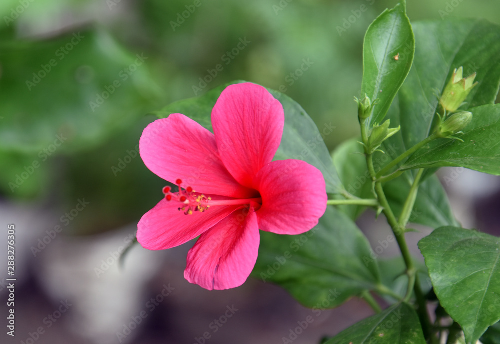 Dark Pink Colored Hibiscus Flower Dark Pink Colored Hibiscus Flower