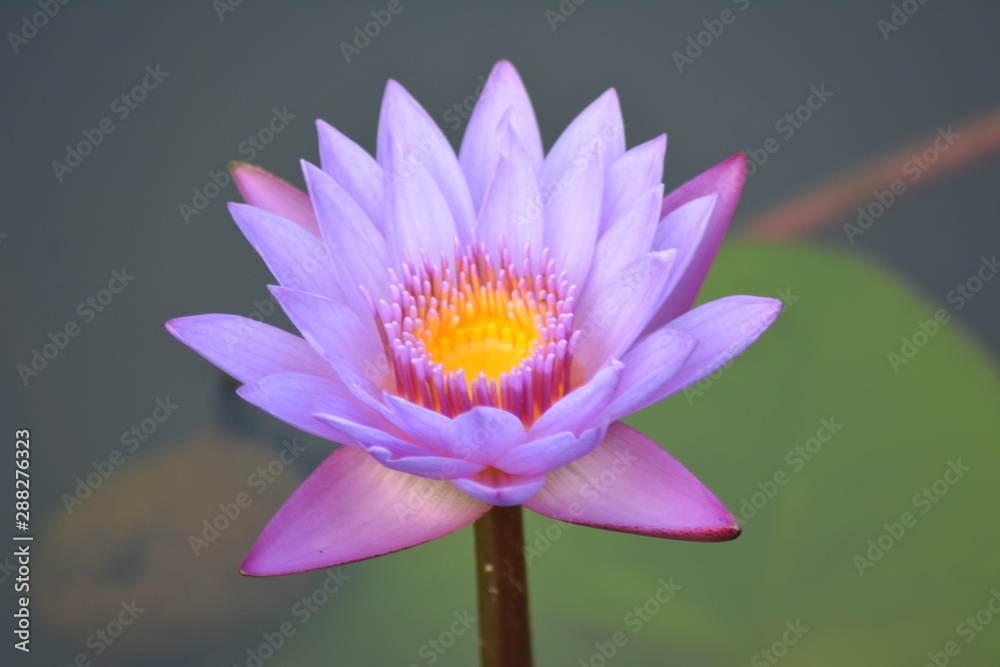 the lotus is a flower which knows good in the Asia , pertaining to the Buddhism , the lotus is a flower which knows good in the Asia , pertaining to the Buddhism ,