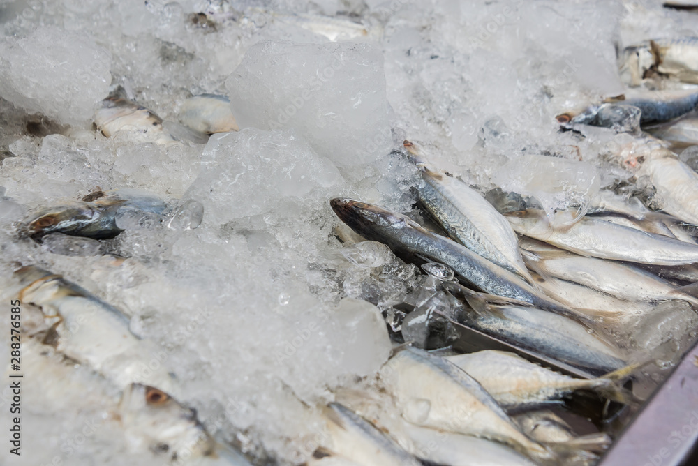 raw mackerel fish on ice in Thailand market ,seafood background ,seafood market ,raw food