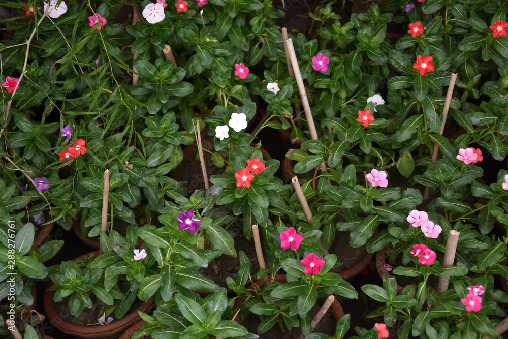 Cape Periwinkle Flowers