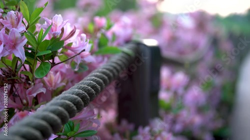 Pink Azaleas and rope fence at rhododendron park at Haaga Helsinki, captured with full frame camera on slider moving forward and right. Evening time with flat light. Shallow depth of field.