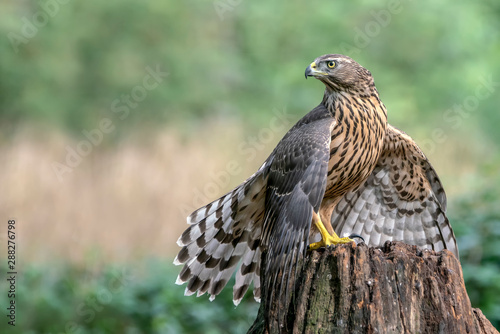 Young Northern Goshawk (Accipiter gentilis) on a branch in the forest. Green background with writing space.