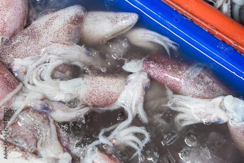 Splendid Squid (Loligo duvauceli), fresh seafood market in Thailand,seafood background photo