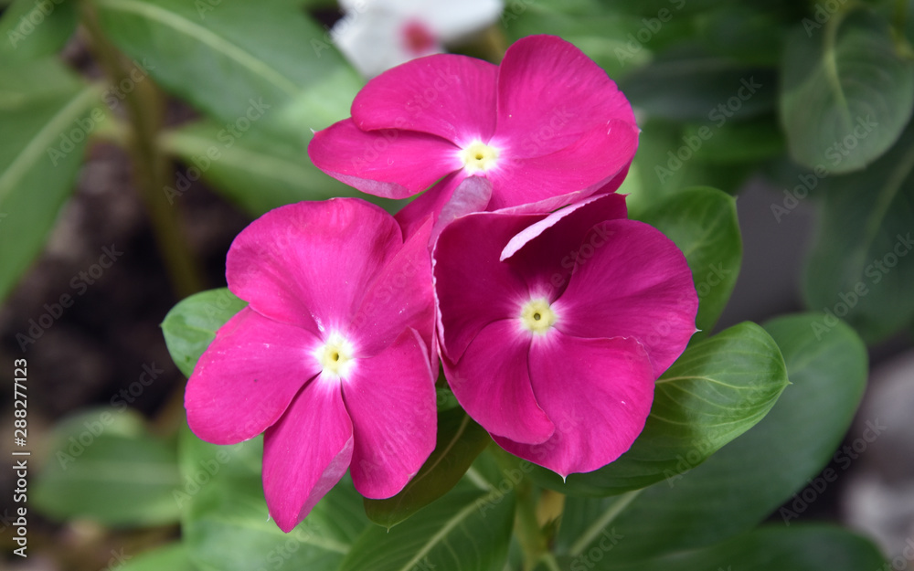 Dark Pink Colored Cape periwinkle Dark Pink Colored Cape periwinkle