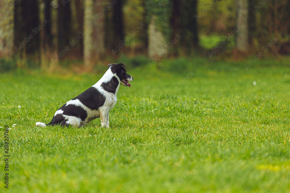Young puppy playing in the dog park 