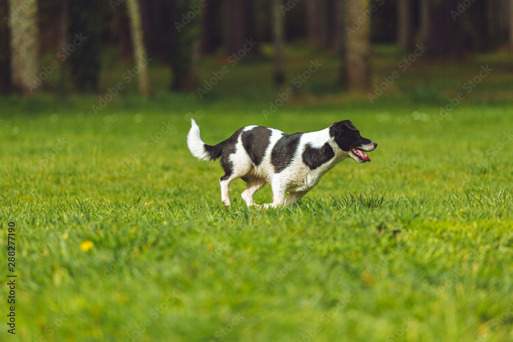 Young puppy playing in the dog park 