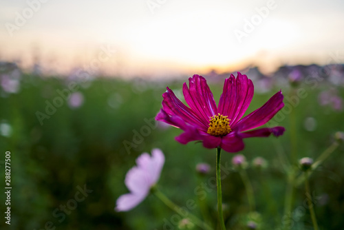 A macro shot of a cosmos with violet petals and yellow buds in Jechun, South Korea. photo