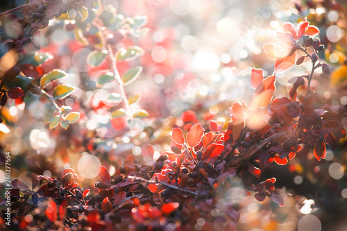 Autumn nature blurred background, landscape with red leaves and sun flare