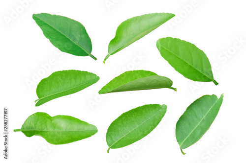 Set of lemon leaf isolated on white background.