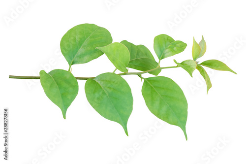 Twig with Bougainvillea leaves isolated on white background. Object with clipping path.