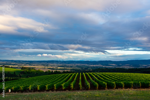 Looking over a hilltop vineyard, rows leading towards the valley beyond, dark hills and sunlight on fields.