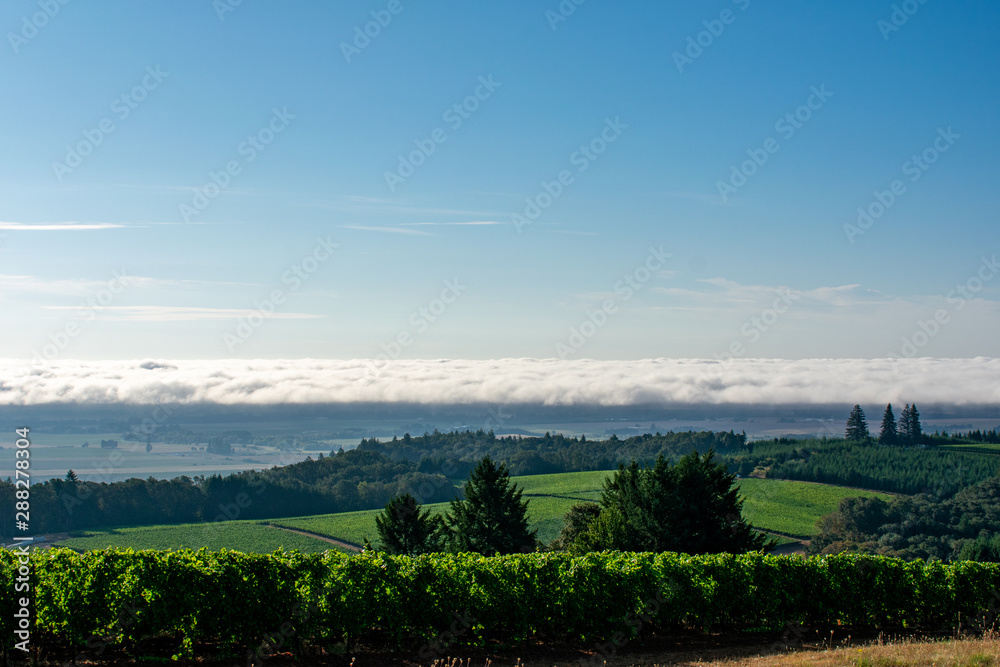 A soft blue sky is anchored by a strip of white clouds hovering on the horizon, green vineyard blocks and evergreen trees in the foreground.