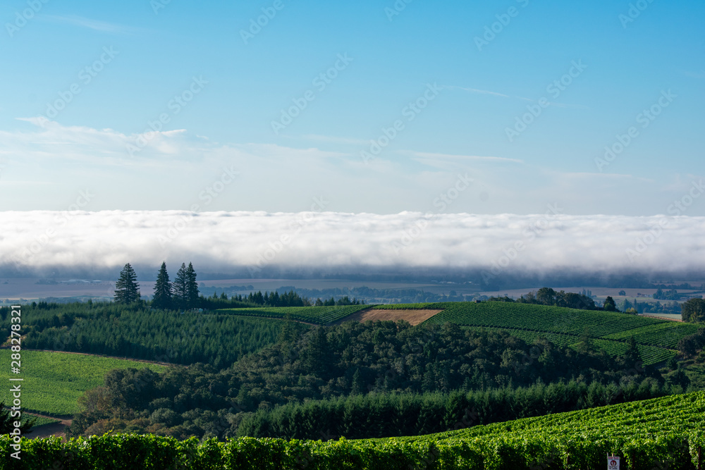 Obraz premium A band of white clouds sits on the horizon of a view of vineyards and trees in Oregon, under a soft blue sky.