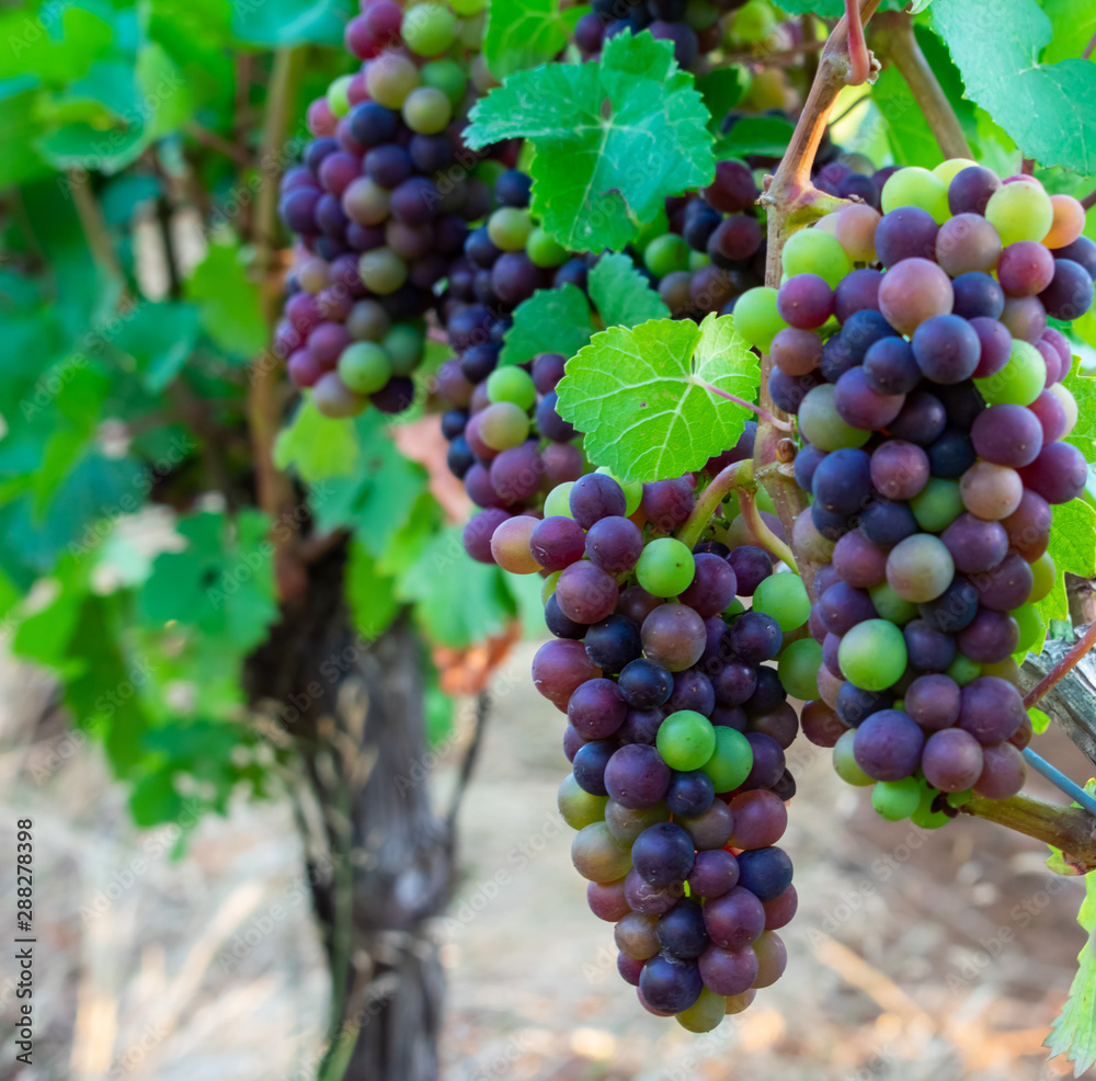 A close look at clusters of ripening wine grapes on the vine, colors vary from green to purple in the process of veraison.