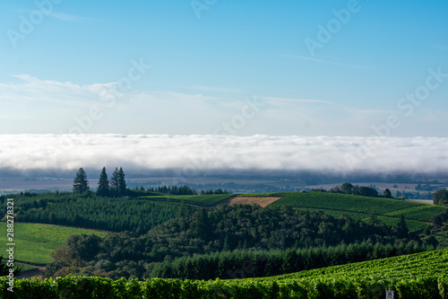 A band of white clouds sits on the horizon of a view of vineyards and trees in Oregon, under a soft blue sky.