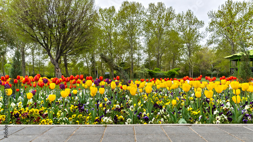 Tulips and violets in Laleh park (laleh means tulip in Persian), Tehran, Iran photo