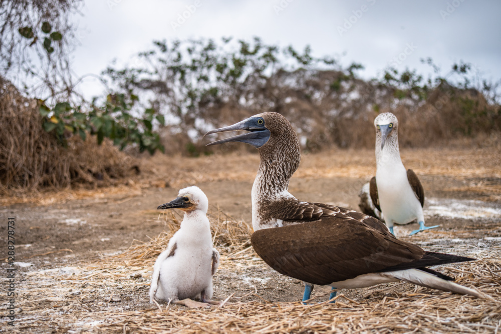 Blue-footed Booby (sula nebouxii) on Isla de la Plata, Ecuador Blue-footed Booby (sula nebouxii) on Isla de la Plata, Ecuador