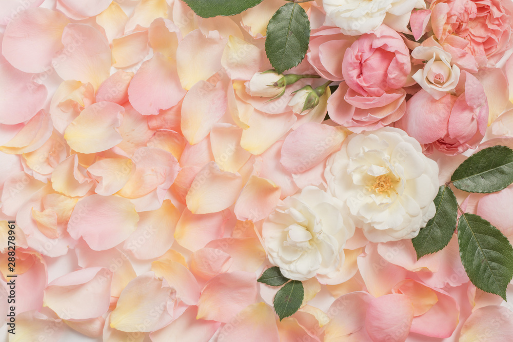 rose flowers and petals background rose flowers and petals background