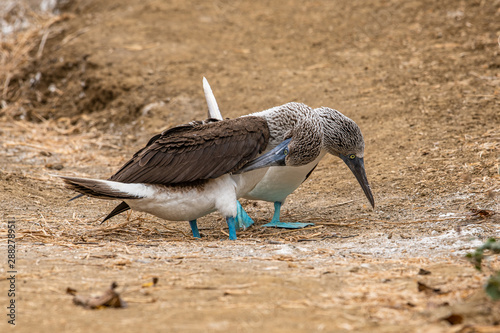 Blue-footed Booby (sula nebouxii) on Isla de la Plata, Ecuador photo