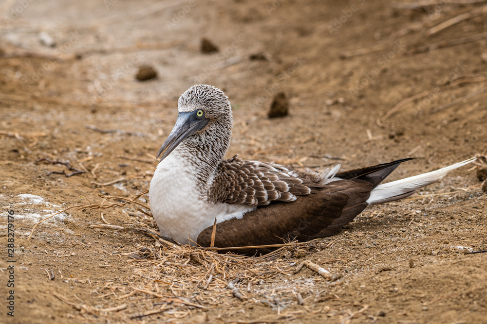 Blue-footed Booby (sula nebouxii) on Isla de la Plata, Ecuador Blue-footed Booby (sula nebouxii) on Isla de la Plata, Ecuador