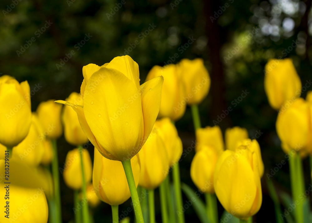 Yellow tulips in park Yellow tulips in park