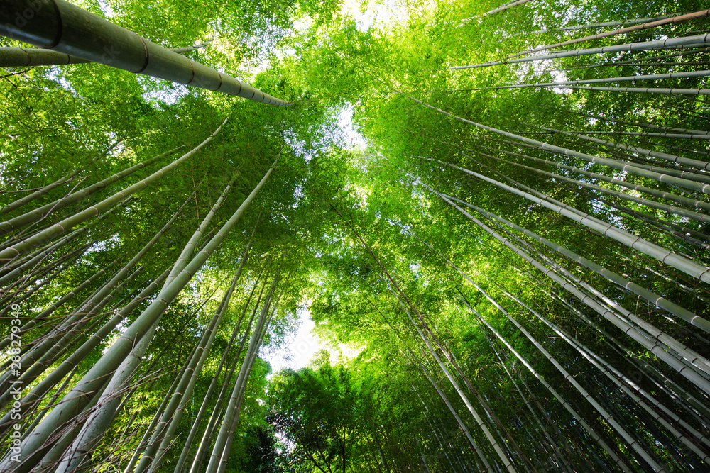 Bamboo grove, bamboo forest at Arashiyama, Kyoto, Japan. Bamboo grove, bamboo forest at Arashiyama, Kyoto, Japan.