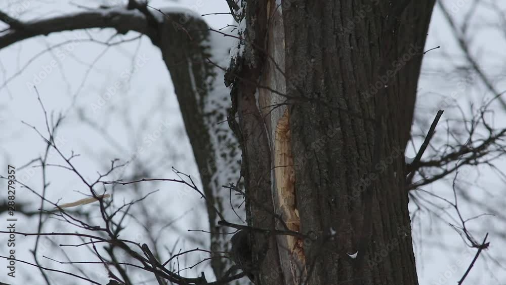 Black Woodpecker (Dryocopus martius) hammer a dry tree Black Woodpecker (Dryocopus martius) hammer a dry tree