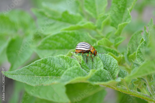 Colorado potato beetle eating green leaves of potato (Leptinotarsa decemlineata)
