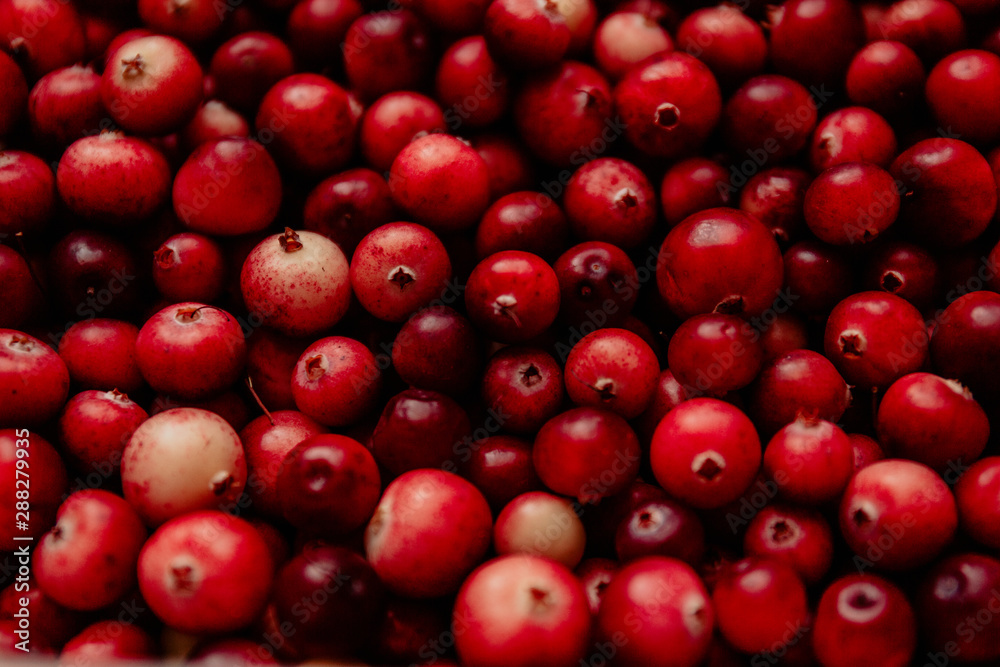 cranberry berries cranberry berries