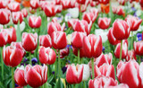 Edged white tulips at park