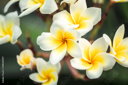 Frangipani flower Plumeria alba . Tropical white flowers with yellow middle