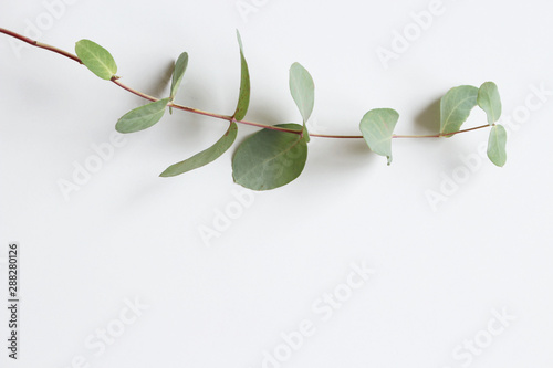Frame, corner made of green Eucalyptus leaves and branches on white background. Floral composition. Feminine styled stock flat lay image, top view. Copy space.