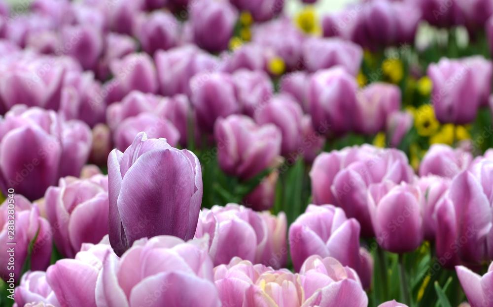 Close up of violet tulips at park