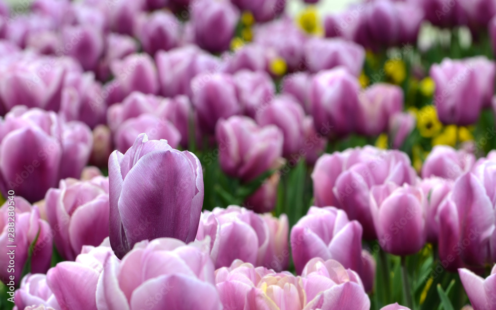 Close up of violet tulips at park Close up of violet tulips at park