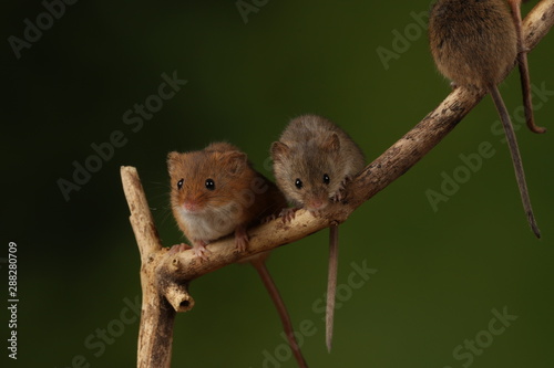 Harvest mice sat on a branch