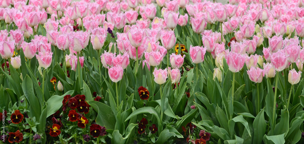 Fuzzy bicolor tulips at park