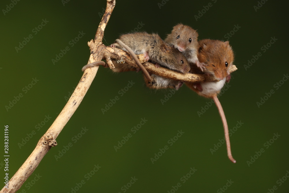 Naklejka premium harvest mice exploring and eating while looking cute