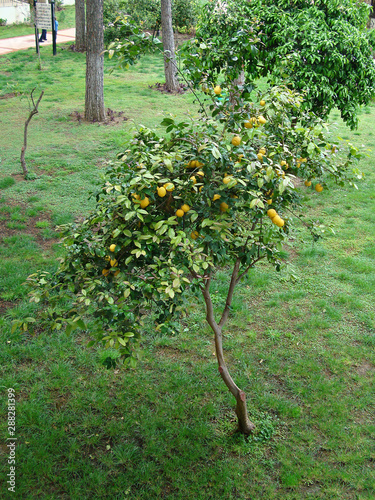 Low Lemon Tree Fully Hanged with Yellow Lemon Fruits